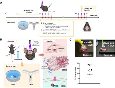 Photobiomodulation regulates astrocyte activity and ameliorates scopolamine-induced cognitive behavioral decline